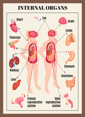 Internal Organs Poster