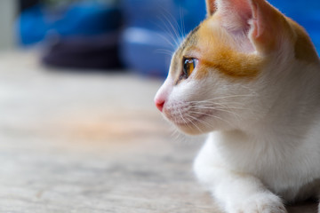 White cat stretching legs on old wooden floor.