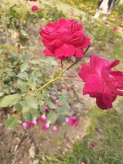 red roses in the garden