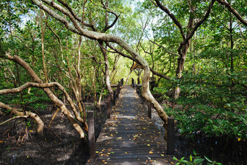 Long wooden path or wooden bridge among vibrant green mangrove forest, Rayong province, Thailand