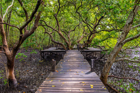 Long wooden path or wooden bridge among vibrant green mangrove forest, Rayong province, Thailand