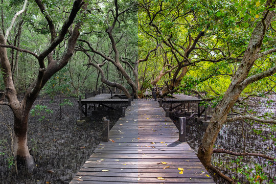 before and after the image editing process. Long wooden path or wooden bridge among vibrant green mangrove forest, Rayong province, Thailand