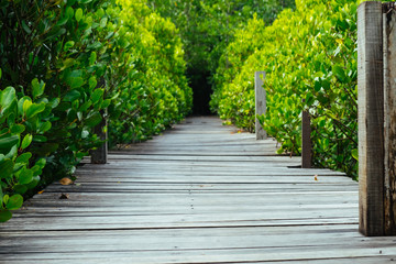 Long wooden path or wooden bridge among vibrant green mangrove forest, Rayong province, Thailand