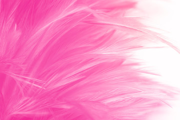 Fototapeta premium Beautiful pink magenta feather texture pattern background