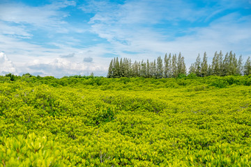 the vibrant green mangrove forest on a bright sky, The bright yellow leaves are called golden fields, Rayong province, Thailand