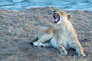 female lion roarig in kruger park south africa