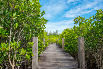 Fototapeta na wymiar Long wooden path or wooden bridge among vibrant green mangrove forest on a bright sky, Rayong province, Thailand