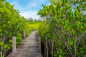 Long wooden path or wooden bridge among vibrant green mangrove forest on a bright sky, Rayong province, Thailand