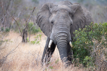 elephant while eating marula tree fruit in kruger park south africa