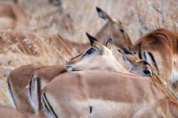 impala in kruger park south africa