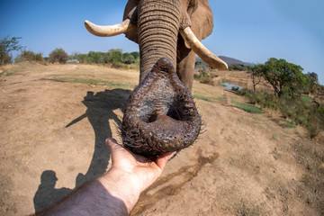 human hand touching elephant trunk