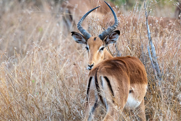 impala in kruger park south africa