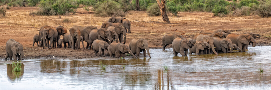 elephant group drinking at the pool in kruger park south africa huge panorama