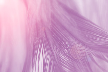 Fototapeta premium Beautiful violet colors tone feather texture background, trends color with red light flare