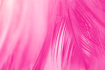 Beautiful pink magenta feather texture pattern background - obrazy, fototapety, plakaty