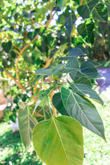 branch of a tree