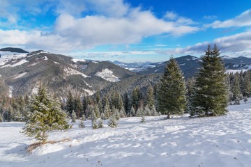Fototapeta na wymiar Forest in winter mountains in suuny day