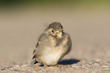 Buchfink Jungvogel