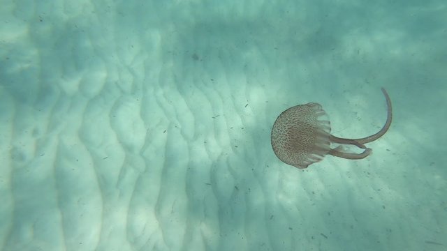 M&eacute;duse, Pelagia noctiluca, aussi connue sous le nom de m&eacute;duse p&eacute;lagique, p&eacute;lagie ou piqueur-mauve, nageant &agrave; Minorque.