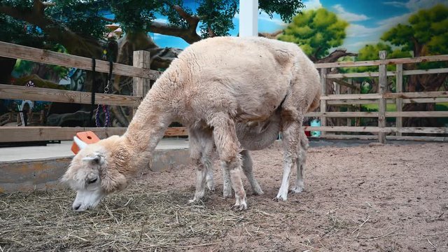 Alpaca cria eating from it`s mother`s dug. Animal is sucking milk from the mom while she eats grass. Alpaca family in the zoo.