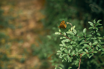 butterfly perched on a leaf. Close-up of the species Pararge Aegeria Family.-Nymphalidae.Vulgar name: Maculada or Butterfly of the walls.