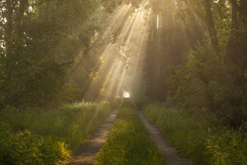 Sonnenstrahlen im Moor
