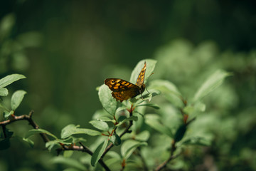 butterfly perched on a leaf. Close-up of the species Pararge Aegeria Family.-Nymphalidae.Vulgar name: Maculada or Butterfly of the walls.