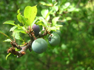 Berries in the wild