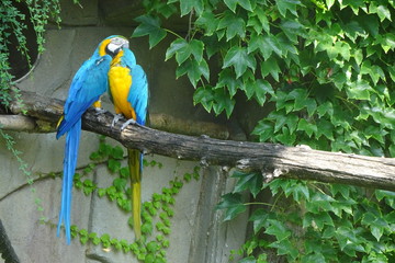 Parrots