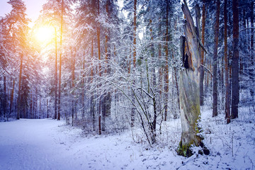 Beautiful winter landscape with snow covered trees in sunny day. Russian landscape.