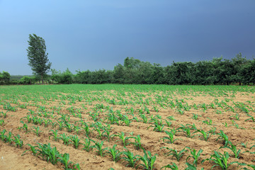 Corn plants in the fields