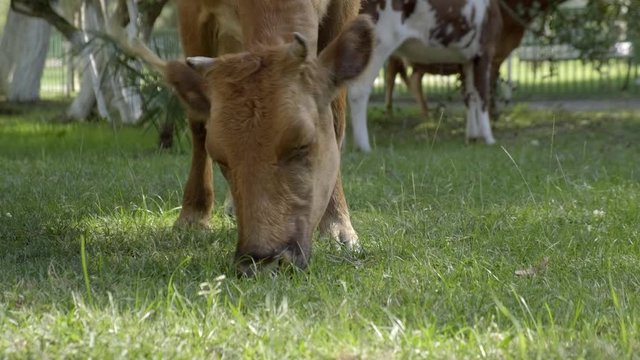 cow eats green grass when grazing in meadow.