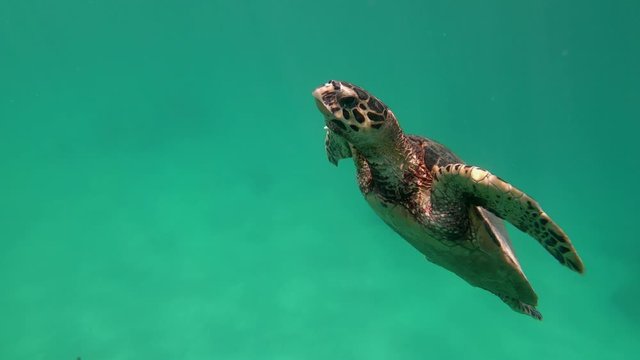cute green sea turtle (Chelonia mydas) swim in turquoise water in a lagoon of red sea, 
emerges to take a breath, Marsa Alam, Egypt