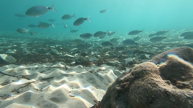 Banc d'Oblades, poisson commun en M&eacute;diterran&eacute;e, nageant pr&egrave;s de la plage Cala Arenal d'en Castell, &agrave; Minorque, &icirc;les Bal&eacute;ares