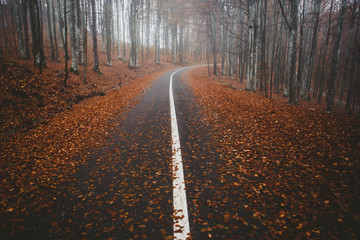 Empty asphatl road in forest in autumn season.