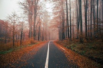 Empty road in the forest