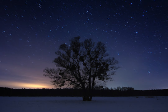 Lonely tree under traces of stars against the night sky