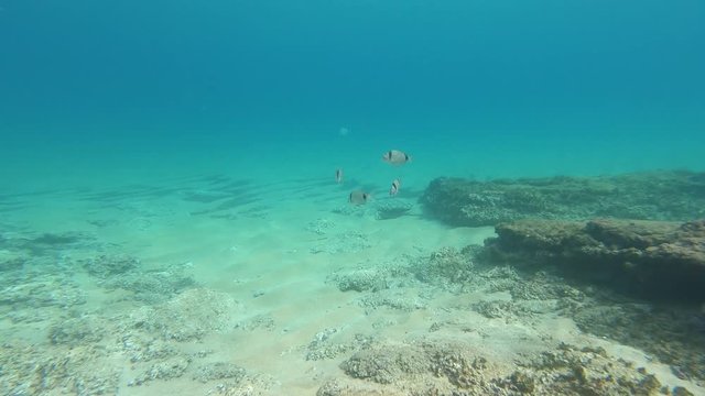 Sar &agrave; t&ecirc;te noire (Diplodus vulgaris), poissons, commun en M&eacute;diterran&eacute;e, nageant pr&egrave;s de la plage Cala del Pilar, &agrave; Minorque, &icirc;les Bal&eacute;ares