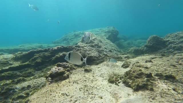 Sar &agrave; t&ecirc;te noire (Diplodus vulgaris), poissons, commun en M&eacute;diterran&eacute;e, nageant pr&egrave;s de la plage Cala del Pilar, &agrave; Minorque, &icirc;les Bal&eacute;ares
