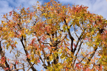 日本の岡山市内の紅葉