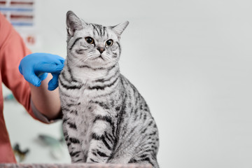 Portrait of scottish straight cat in veterinary clinic during examination
