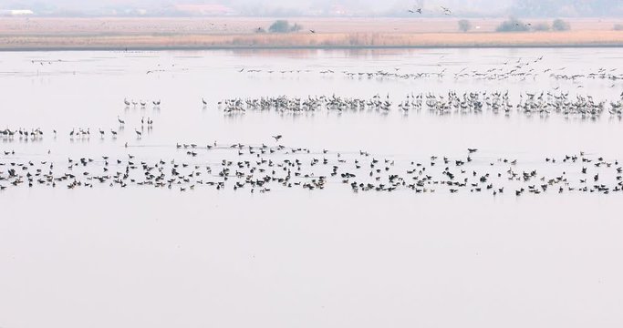 flock of Common Crane on lake, migration in the Hortobagy National Park, Hungary, puszta is one of the largest meadow and steppe ecosystems in Europe and UNESCO World Heritage Site