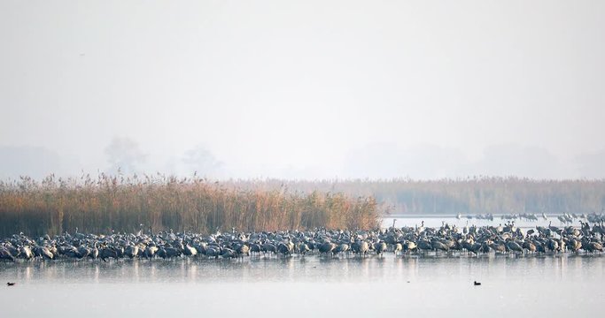 flock of Common Crane on lake, migration in the Hortobagy National Park, Hungary, puszta is one of the largest meadow and steppe ecosystems in Europe and UNESCO World Heritage Site