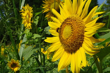 Obraz premium Girasoli
