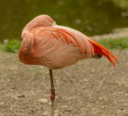 resting orange flamingo on one leg with head on back