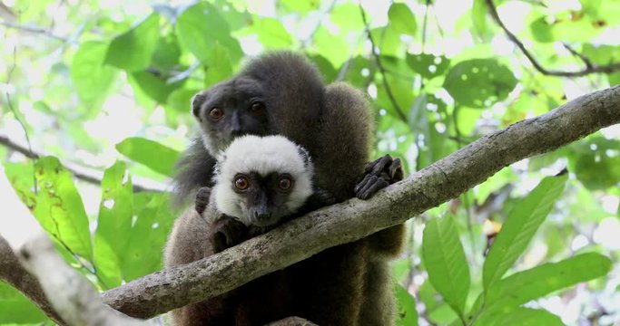 Family of of white-headed lemur (Eulemur albifrons) on branch in Madagascar rainforest. Nosy Mangabe forest reserve. Madagascar wildlife and wilderness