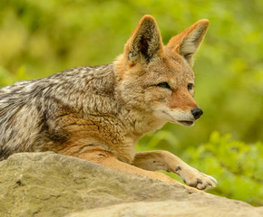 coyote dog portrait from profile laying on rock looking concentrated