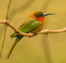 bee eater bird sitting on a branch
