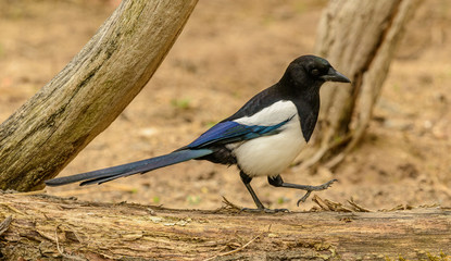 magpie bird walking on a fallen tree stem