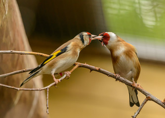 kiss, bird feeding of two goldfinches